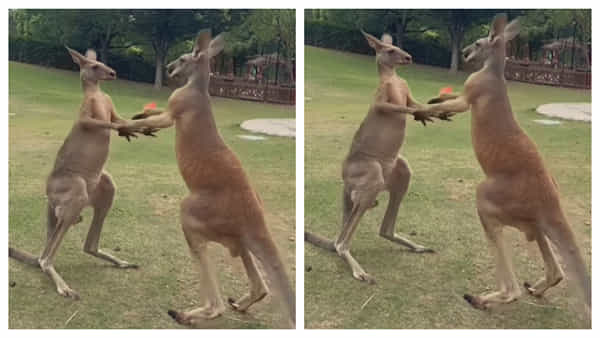 Kangaroos Fighting Video: కంగారుల కొట్లాట.. అచ్చం మనలానే.. వీడియో వైరల్!