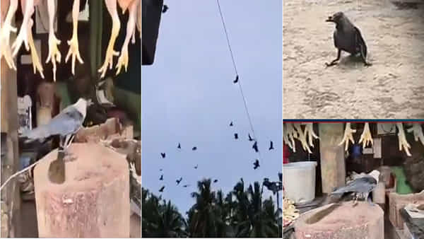 Viral Video: కాకే కదా అని కట్టేస్తే.. వందలాదిగా దండెత్తి చుక్కలు చూపించాయి.. వీడియో
