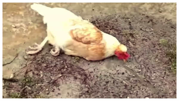 Viral Video: రియల్గా హిప్నటైజ్ చేయడం చూశారా.. ఈ వీడియో చూడండి..