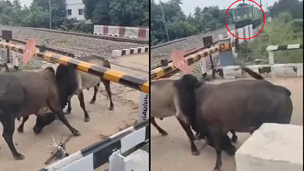Viral Video: పట్టాలపై ఎద్దుల భీకర ఫైట్.. అంతలో దూసుకొచ్చిన రైలు.. ఆ తర్వాత ఇది సీన్