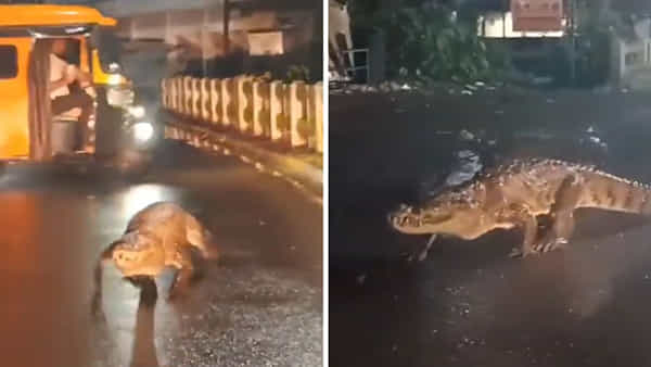 Viral: కారు అద్దాన్ని వైపర్తో తుడుస్తుంటే.. ఎదురుగా నల్లటి ఆకారం.. బాబోయ్.!