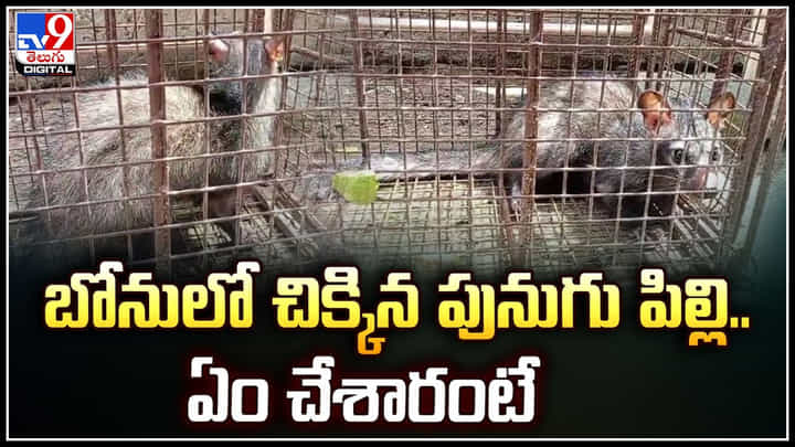 Viral: బోనులో చిక్కిన పునుగు పిల్లి.. ఏం చేశారంటే.! వీడియో వైరల్.. Viral: బోనులో చిక్కిన పునుగు పిల్లి.. ఏం చేశారంటే.! వీడియో వైరల్..