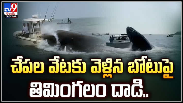 Viral Video: చేపల వేటకు వెళ్లిన బోటుపై తిమింగలం దాడి.. వీడియో వైరల్. Viral Video: చేపల వేటకు వెళ్లిన బోటుపై తిమింగలం దాడి.. వీడియో వైరల్.