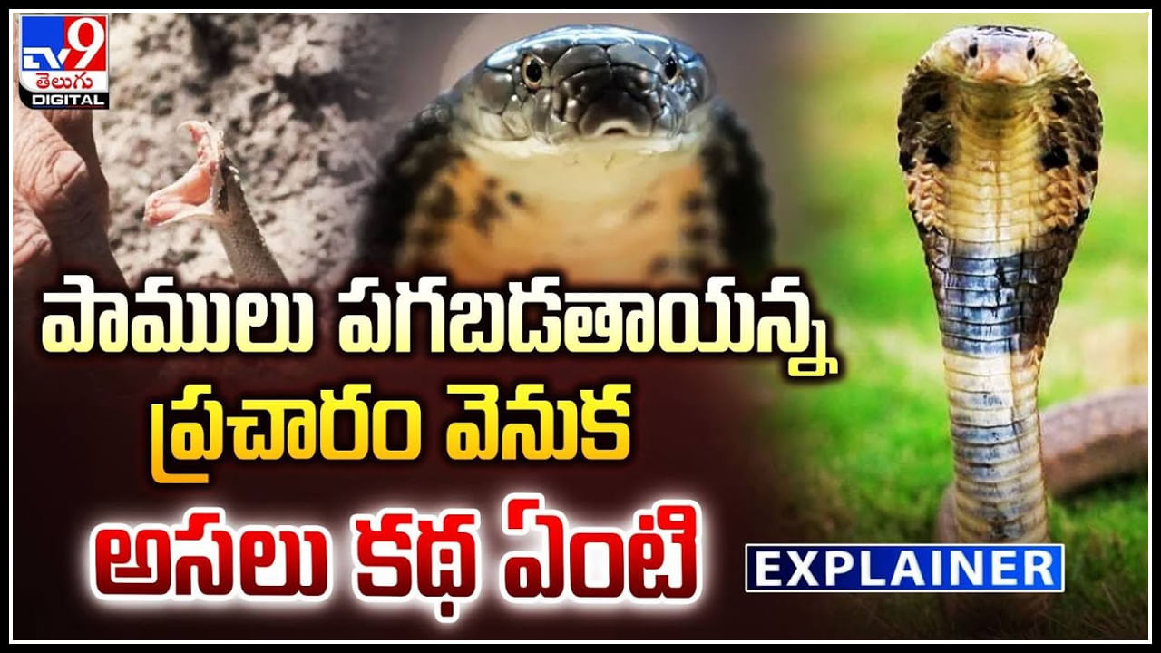 Snake’s Revenge: పాములు పగబడతాయన్న ప్రచారం వెనుక అసలు కథ ఏంటి.?