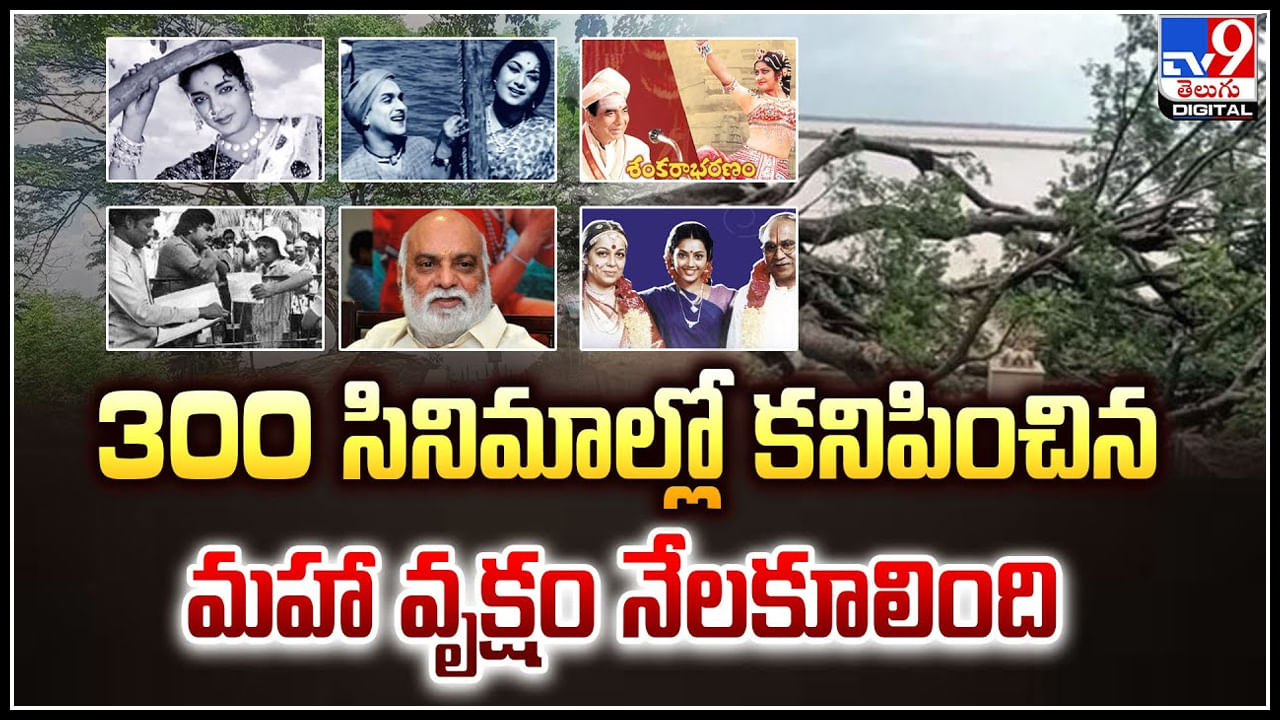 Cinima Chettu: 300 సినిమాల్లో కనిపించిన మహా వృక్షం నేలకూలింది.! చెట్టును తిరిగి పునరుజ్జీవం..