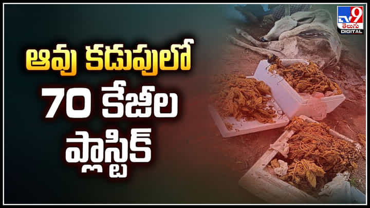 Plastic in Cow: ఆవు కడుపులో 70 కేజీల ప్లాస్టిక్.! మనం చేసే తప్పుల వల్లే మూగజీవులు ఇలా.. Plastic in Cow: ఆవు కడుపులో 70 కేజీల ప్లాస్టిక్.! మనం చేసే తప్పుల వల్లే మూగజీవులు ఇలా..