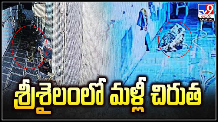 Cheetah in Srisailam: శ్రీశైలంలో మళ్లీ చిరుత.. ప్రహరీ గోడమీదుగా ఇంటిఆవరణలోకి ఎంట్రీ. Cheetah in Srisailam: శ్రీశైలంలో మళ్లీ చిరుత.. ప్రహరీ గోడమీదుగా ఇంటిఆవరణలోకి ఎంట్రీ.