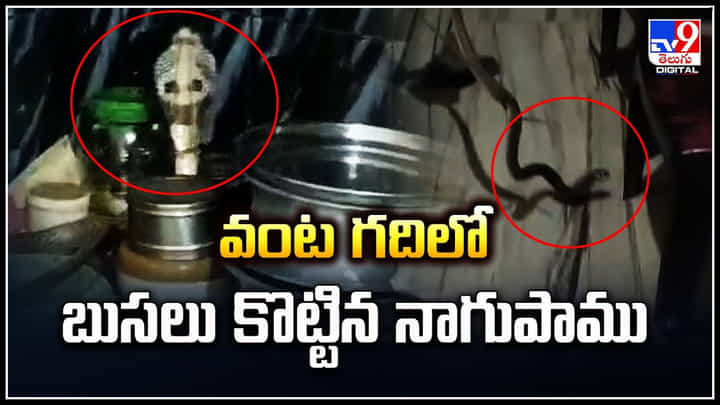 Cobra Video: వంట గదిలో బుసలు కొట్టిన నాగుపాము.! ఒక్కసారిగా షాక్.. వీడియో వైరల్. Cobra Video: వంట గదిలో బుసలు కొట్టిన నాగుపాము.! ఒక్కసారిగా షాక్.. వీడియో వైరల్.