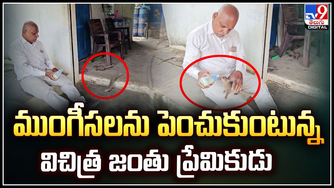 Mongooses: ముంగీసలను పెంచుకుంటున్న విచిత్ర జంతు ప్రేమికుడు.!