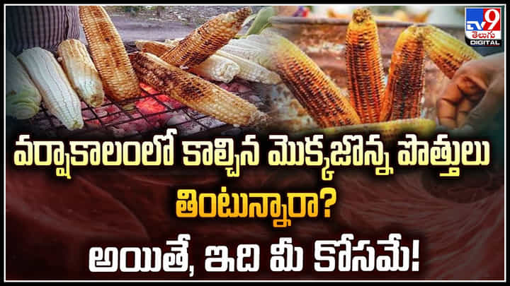 Roasted Corn: వర్షాకాలంలో కాల్చిన మొక్కజొన్న పొత్తులు తింటున్నారా? అయితే, ఇది మీ కోసమే.! Roasted Corn: వర్షాకాలంలో కాల్చిన మొక్కజొన్న పొత్తులు తింటున్నారా? అయితే, ఇది మీ కోసమే.!