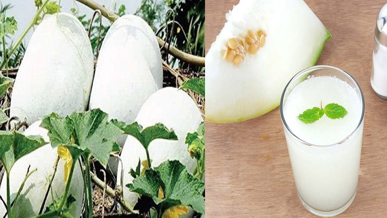 Ash Gourd: దిష్టికే అంటూ బూడిద గుమ్మడిని పక్కకు పెట్టేస్తున్నారా.. సర్వరోగ నివారిణి అని తెలుసా..