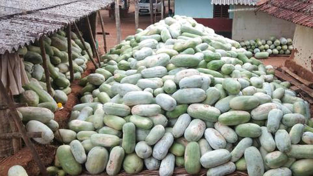 Ash Gourd: బూడిద గుమ్మడి దిష్టికే కాదు.. ఆరోగ్య పుష్టికీ బెస్టే!