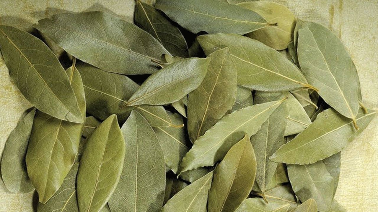 Bay Leaves for Sugar: బిర్యానీ ఆకుతో షుగర్ వ్యాధి కంట్రోల్.. ఎలా వాడాలంటే..