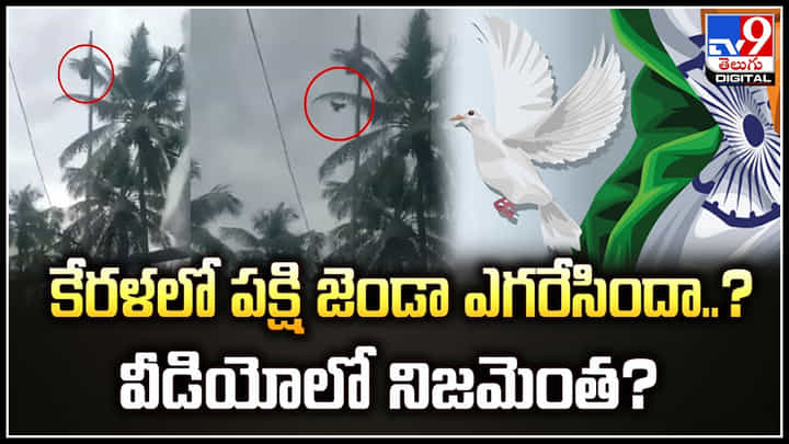 Bird Unfurls Flag: కేరళలో పక్షి జెండా ఎగరేసిందా.? ఆ వీడియోలో నిజమెంత.? Bird Unfurls Flag: కేరళలో పక్షి జెండా ఎగరేసిందా.? ఆ వీడియోలో నిజమెంత.?