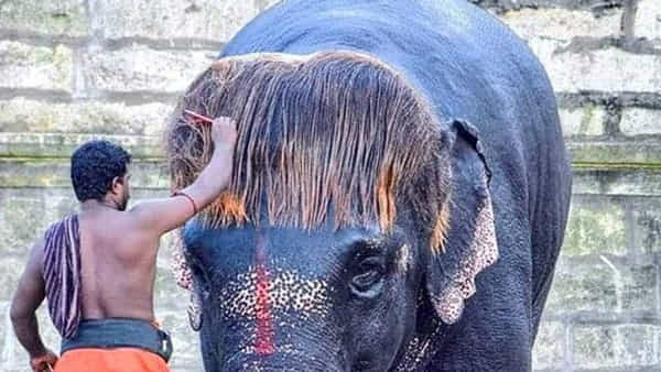 ప్రపంచంలో అత్యంత అందమైన ఏనుగు ఇదే..! హెయిర్స్టైల్కి లక్షలాది మంది అభిమానులు..
