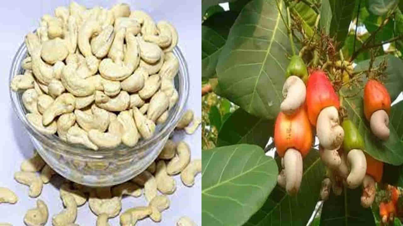 Cashew nut: జీడి పప్పుకి పెరుగుతున్న డిమాండ్..తగ్గిన దిగుబడి.. ధరలకు మాత్రం త్వరలో రెక్కలు