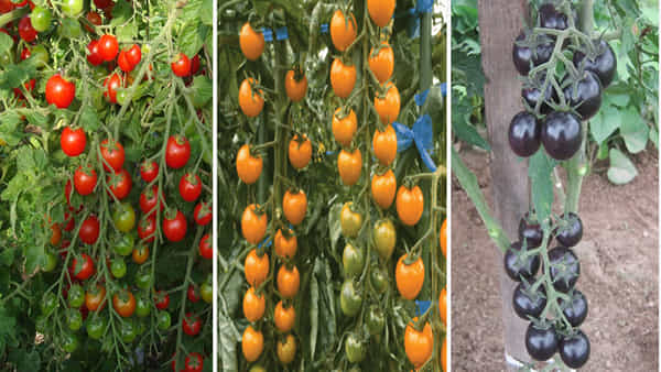 Cherry Tomato: రైతులను ధనవంతులను చేస్తోన్న చెర్రీ టమోటా సాగు.. విదేశాల్లో భలే గిరాకీ.. ఎలా పండించాలంటే