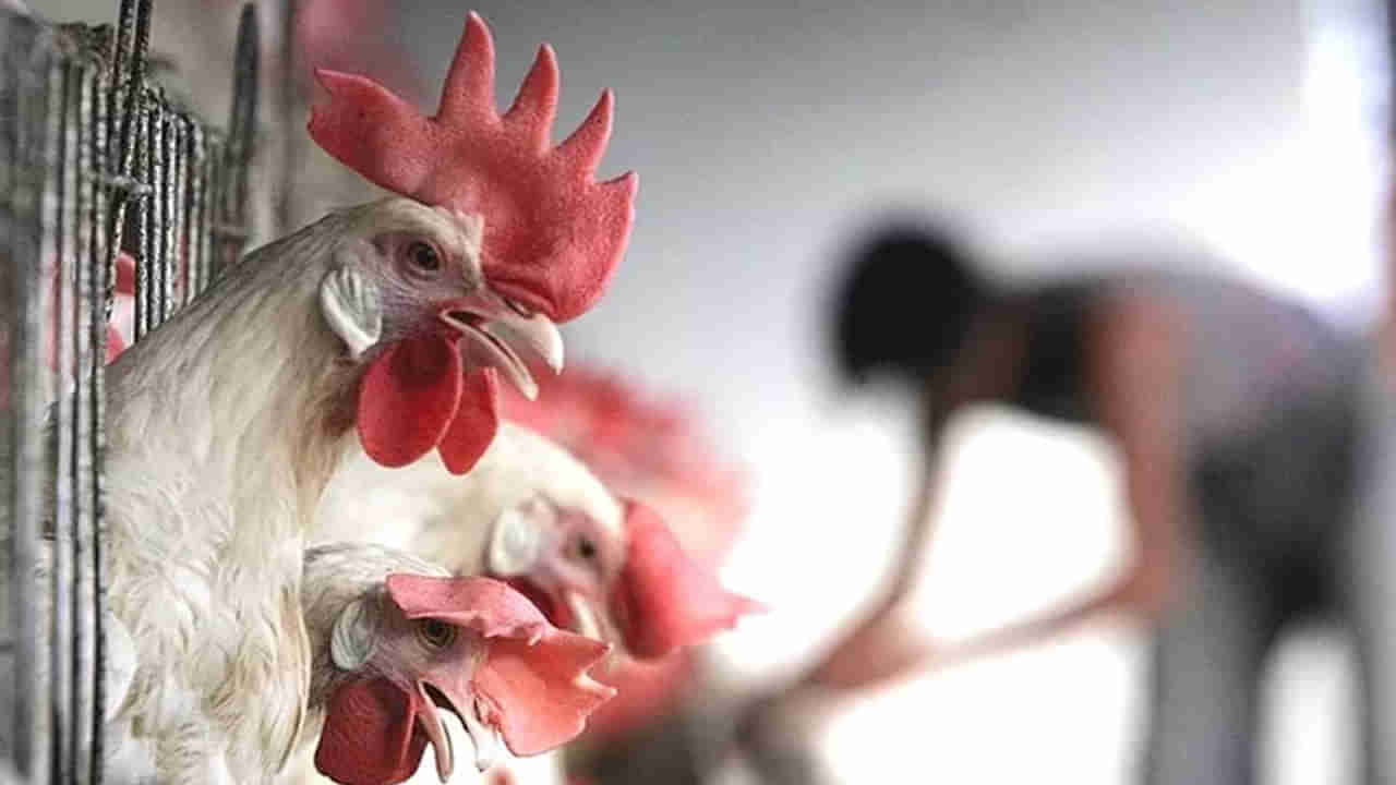 Chicken Price Today: చికెన్‌ ప్రియులకు ఎగిరి గంతేసే న్యూస్.. కిలో ఎంతో తెలుసా?