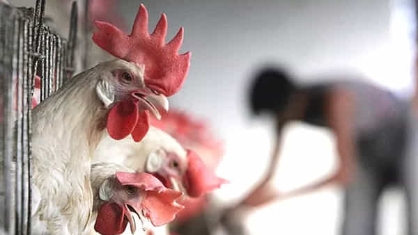 Chicken Price Today: చికెన్ ప్రియులకు ఎగిరి గంతేసే న్యూస్.. కిలో ఎంతో తెలుసా?