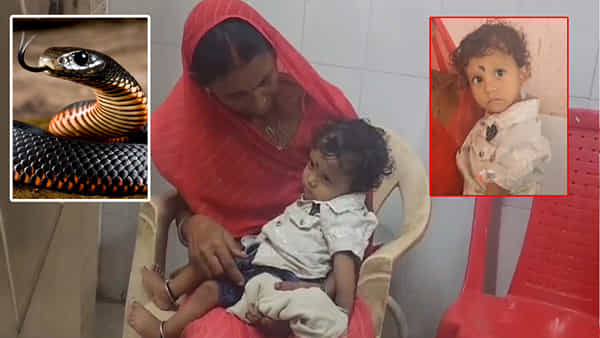 Viral Video: బొమ్మ అనుకుని పామును కొరికి చంపిన బుడ్డోడు.. ఆ తర్వాత ఏం జరిగిందంటే! వీడియో