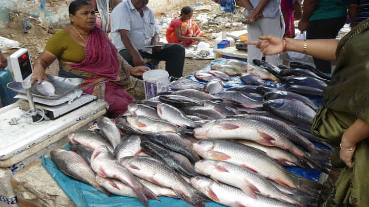 Vijayawada: చిత్రాయి చేప కోసం వెంపర్లాడుతున్న జనం.. అంత స్పెషల్ ఏంటంటే..? Vijayawada: చిత్రాయి చేప కోసం వెంపర్లాడుతున్న జనం.. అంత స్పెషల్ ఏంటంటే..?
