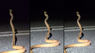 Viral Video: ఇకపై నో టెన్షన్.. దోమల్ని చంపేందుకు ‘ఐరన్ డోమ్’ వచ్చేసిందిగా..