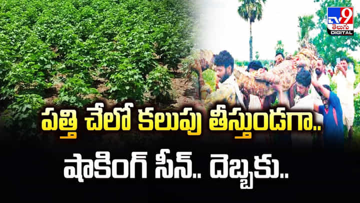 పత్తి చేలో కలుపు తీస్తుండగా.. షాకింగ్ సీన్.. దెబ్బకు.. పత్తి చేలో కలుపు తీస్తుండగా.. షాకింగ్ సీన్.. దెబ్బకు..