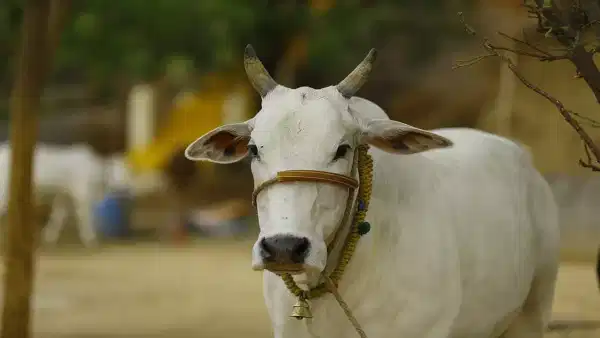 Business Idea: అక్కాచెల్లెళ్ల అద్భుత ఆలోచన.. గోమూత్రంతో ప్యాపారం.. ఏడాది రూ. లక్షల్లో సంపాదన..