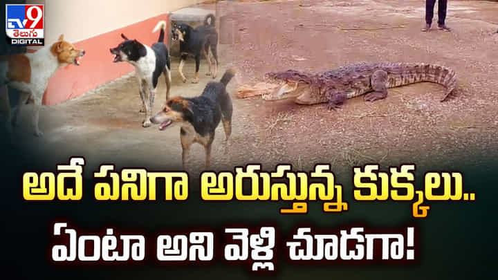 అదే పనిగా అరుస్తున్న కుక్కలు.. ఏంటా అని వెళ్లి చూడగా అదే పనిగా అరుస్తున్న కుక్కలు.. ఏంటా అని వెళ్లి చూడగా