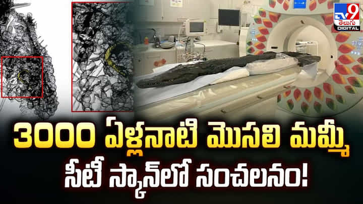 3000 ఏళ్లనాటి మొసలి మమ్మీ.. సీటీ స్కాన్ లో సంచలనం 3000 ఏళ్లనాటి మొసలి మమ్మీ.. సీటీ స్కాన్ లో సంచలనం