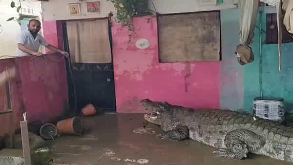 ఉదయాన్నే ఇంటి తలుపు తీయగా గుమ్మం ముందు భారీ ఆకారం.. ఏంటని చూస్తే గుండె ఆగినంత పనైంది..!