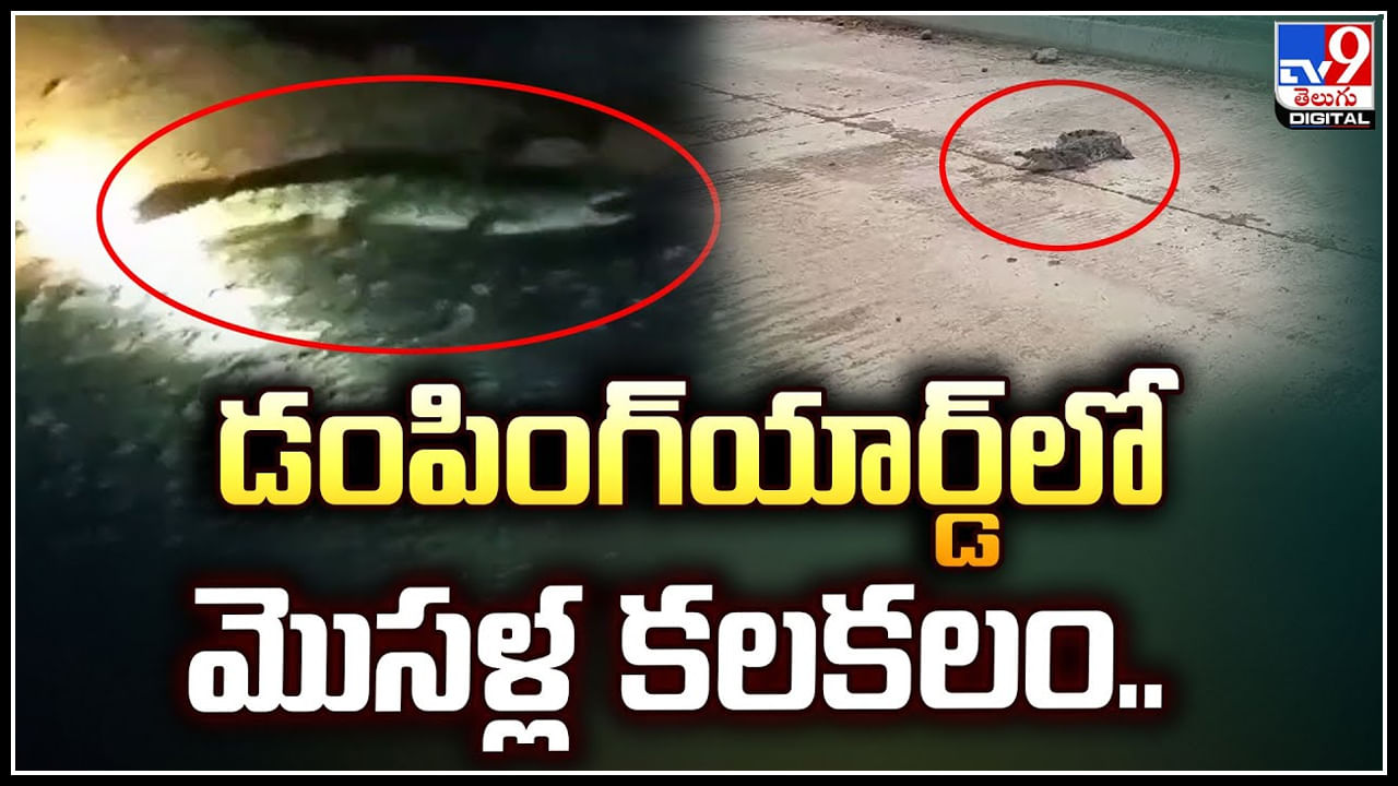 Crocodile: పల్నాడు జిల్లా డంపింగ్‌యార్డ్‌లో మొసళ్ల కలకలం.. వీడియో.