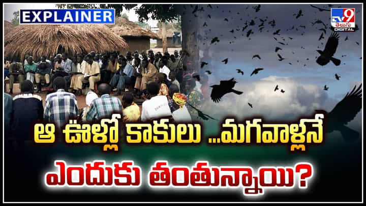 Crows Attack: ఆ ఊళ్లో కాకులు మగవాళ్లనే ఎందుకు తంతున్నాయి.? వీడియో వైరల్.. Crows Attack: ఆ ఊళ్లో కాకులు మగవాళ్లనే ఎందుకు తంతున్నాయి.? వీడియో వైరల్..