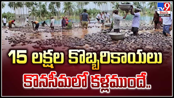 Coconut in Flood: 15 లక్షల కొబ్బరికాయలు కొనసీమలో కళ్లముందే.. Coconut in Flood: 15 లక్షల కొబ్బరికాయలు కొనసీమలో కళ్లముందే..