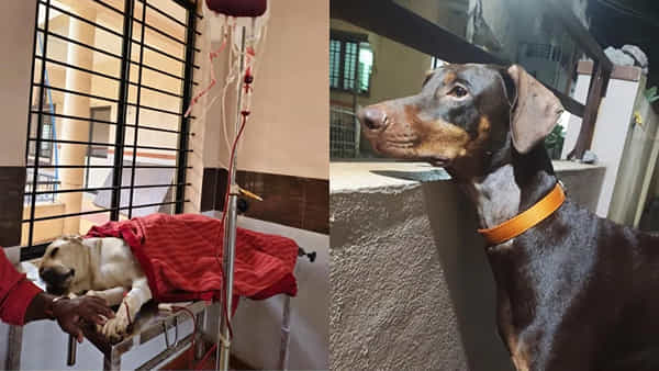 Viral: రక్తదానం చేసి మరో కుక్క ప్రాణం నిలిపిన శునకం