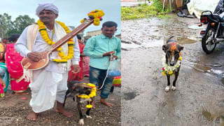 Meaning Of Dreams : కలలో ఈ జంతువులను చూస్తే రాజయోగం!.. అదృష్టం తలుపు తడుతుంది