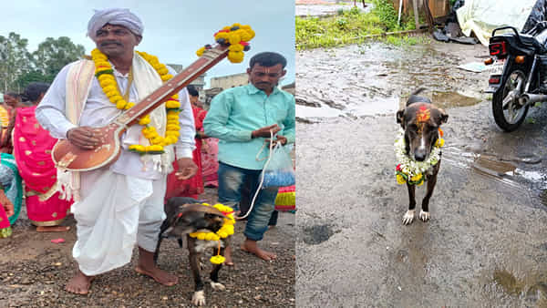 తప్పిపోయి.. 250 కి.మీ. ప్రయాణించి తిరిగి యజమాని ఇంటికి చేరిన శునకం..!