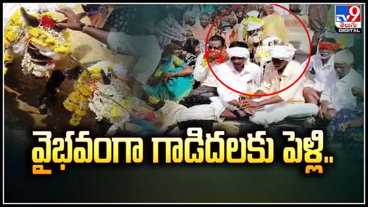 Donkeys Marriage: కర్నాటకలో వైభవంగా గాడిదలకు పెళ్ళి.. చూసేందుకు ఎగబడ్డ జనం. Donkeys Marriage: కర్నాటకలో వైభవంగా గాడిదలకు పెళ్ళి.. చూసేందుకు ఎగబడ్డ జనం.
