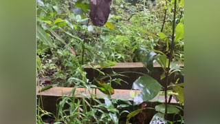 అరెరే! ఈ టోపీ విలువ 5 కోట్లు.. దీనిలో వజ్రం, ముత్యం లేదు.. మరి టోపీ ప్రత్యేకత ఏమిటి?