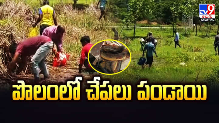 పంటపొలాల్లో చేపల సందడి !! పట్టుకునేందుకు ఎగబడిన జనం పంటపొలాల్లో చేపల సందడి !! పట్టుకునేందుకు ఎగబడిన జనం