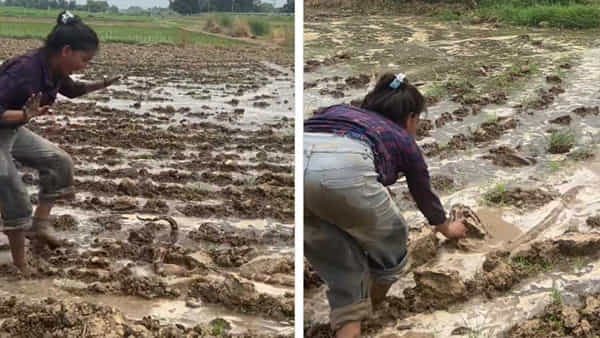 Viral Video: ధైర్యం అంటే ఇలా ఉండాలి.. భారీ సర్పానికి చుక్కలు చూపించిన యువతి! వీడియో