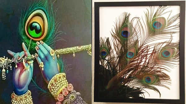 janmashtami 2024: జన్మాష్టమి రోజున నెమలి ఈకలు ఇంటికి తెచ్చుకోవడం వలన కలిగే లాభాలు ఎన్నో..