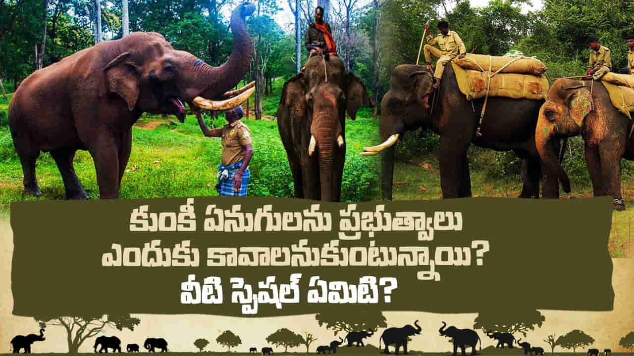 Kumki Elephant: ఏనుగులందు కుంకీ ఏనుగులు వేరయా! ఇంతకీ వీటి ప్రత్యేకత ఏమిటి? వీటికిచ్చే ట్రైనింగ్ ఎలా ఉంటుంది?