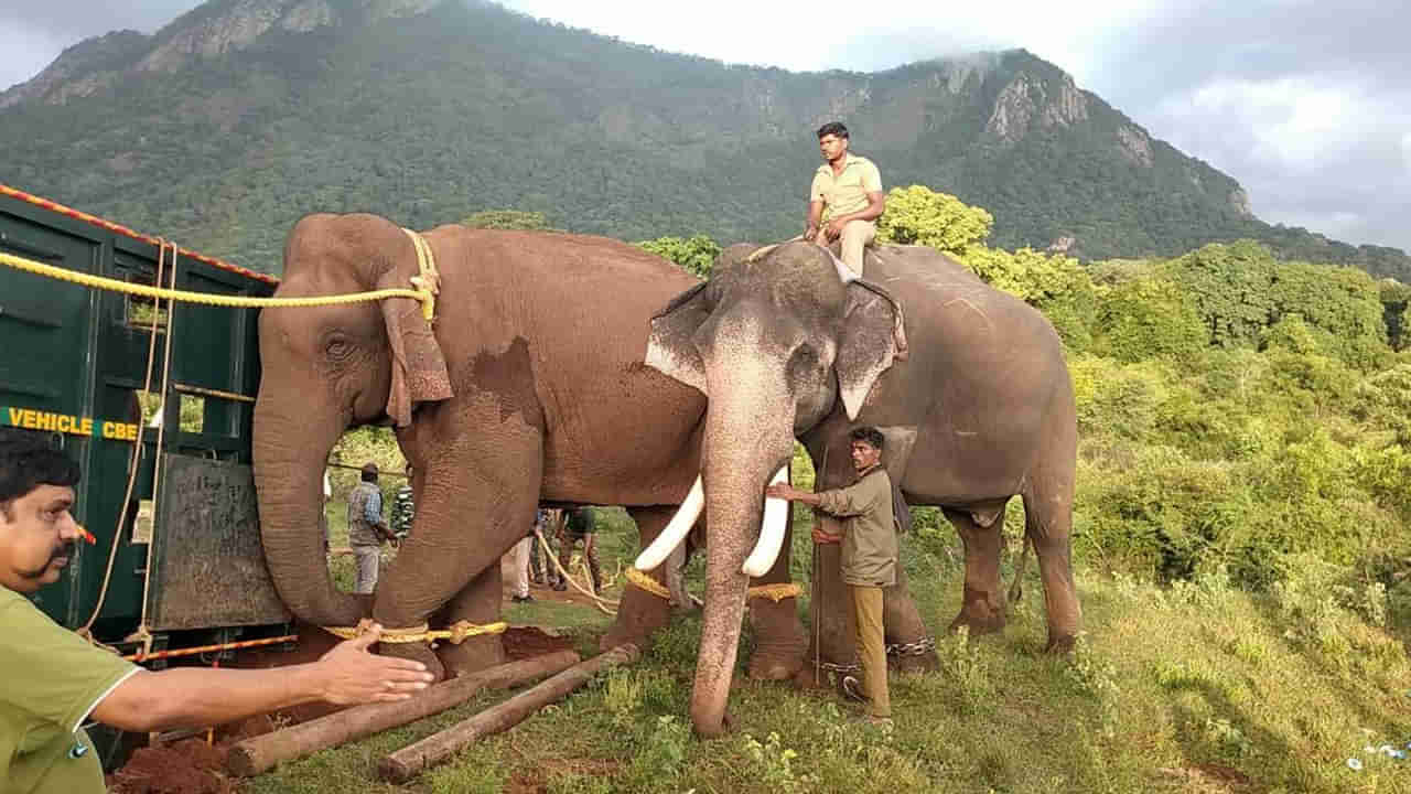 Kunki Elephants: కర్ణాటక నుంచి ఏపీకి కుంకీ ఏనుగులు.. అసలు వాటి ప్రత్యేకత ఏంటో తెల్సా