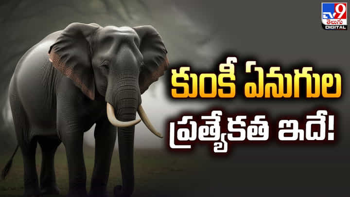 కర్నాటక నుంచి కుంకీ ఏనుగులను తెచ్చే పనిలో ఏపీ డిప్యూటీ సీఎం !! వీటి ప్రత్యేకత ఇదే !! కర్నాటక నుంచి కుంకీ ఏనుగులను తెచ్చే పనిలో ఏపీ డిప్యూటీ సీఎం !! వీటి ప్రత్యేకత ఇదే !!
