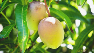 వర్షాకాలంలో వ్యాధులకు చెక్ పెట్టే ఛూమంత్రం.. బెల్లం, మిరియాలతో ఇలా చేశారంటే..