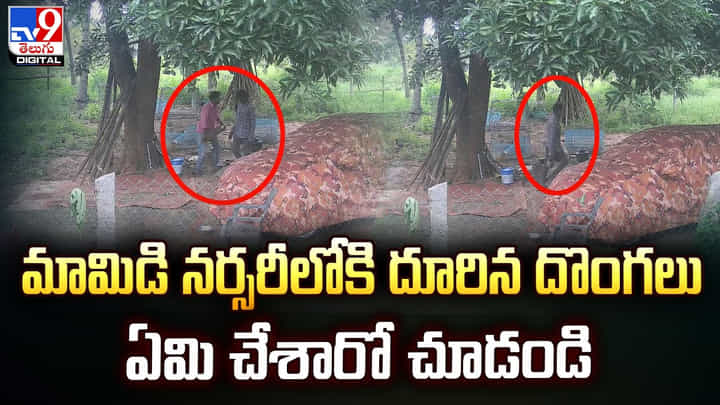 మామిడి నర్సరీలోకి దూరిన దొంగలు ఏమి చేశారో చూడండి మామిడి నర్సరీలోకి దూరిన దొంగలు ఏమి చేశారో చూడండి