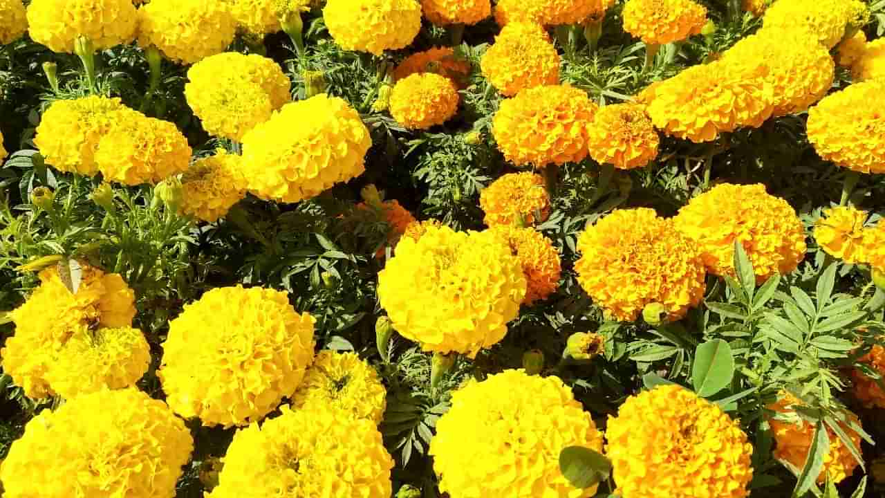 Marigold: బంతి పూలతో పూజలే కాదు.. కాంతివంతమైన చర్మం మీ సొంతం..