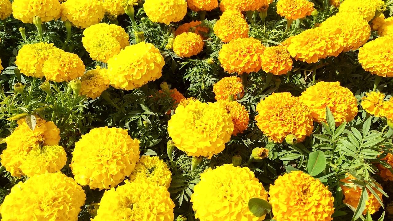 Marigold: బంతి పూలతో పూజలే కాదు.. కాంతివంతమైన చర్మం మీ సొంతం..