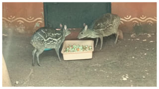 Viral Video: మరీ ఇంత కరువేంటి భయ్యా.! వధువు ముందే మరో యువతికి లిప్‌కిస్.. వీడియో చూస్తే